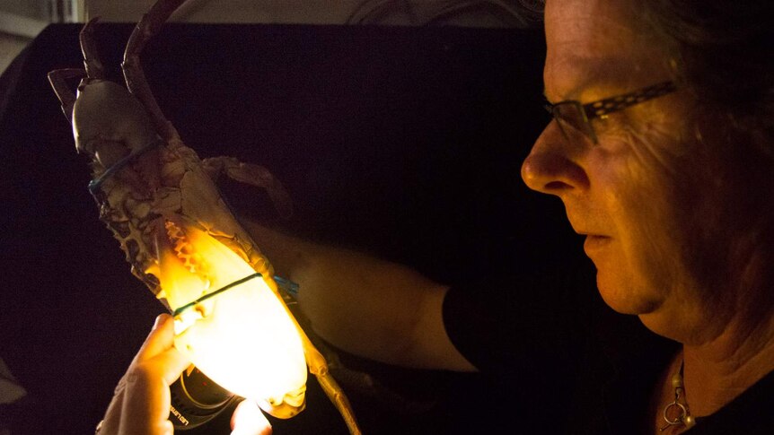 Seafood technologist John Mayze shines a light through an empty crab claw.