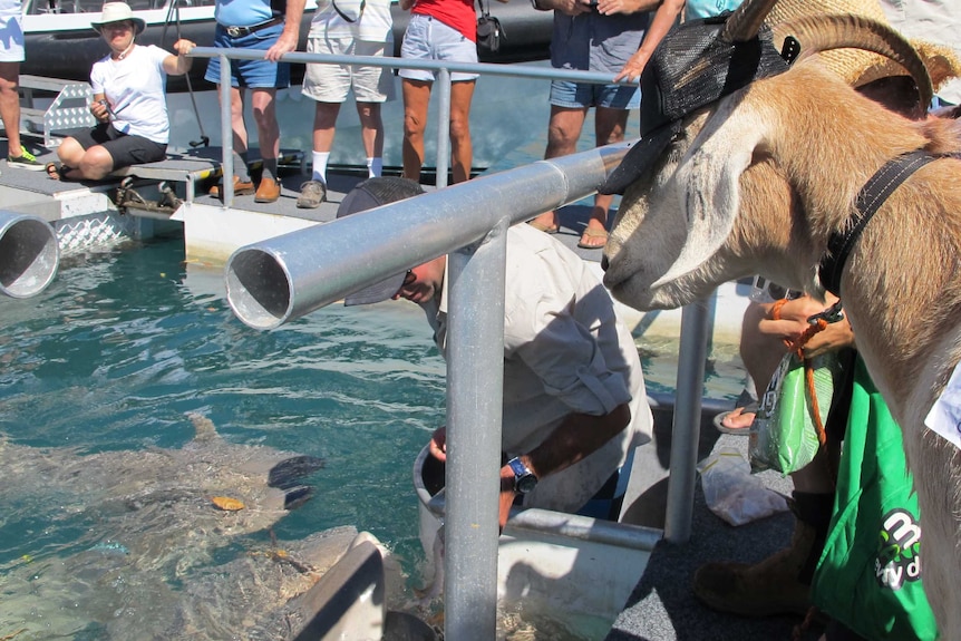 Tiger sharks are being fed as Gary the goat watches on in WA