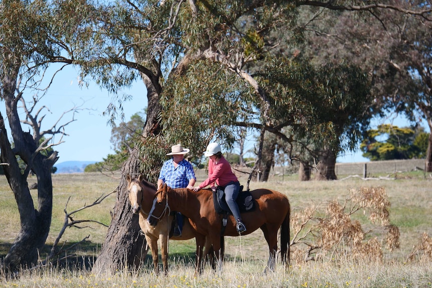 Girl and man on horses in paddock