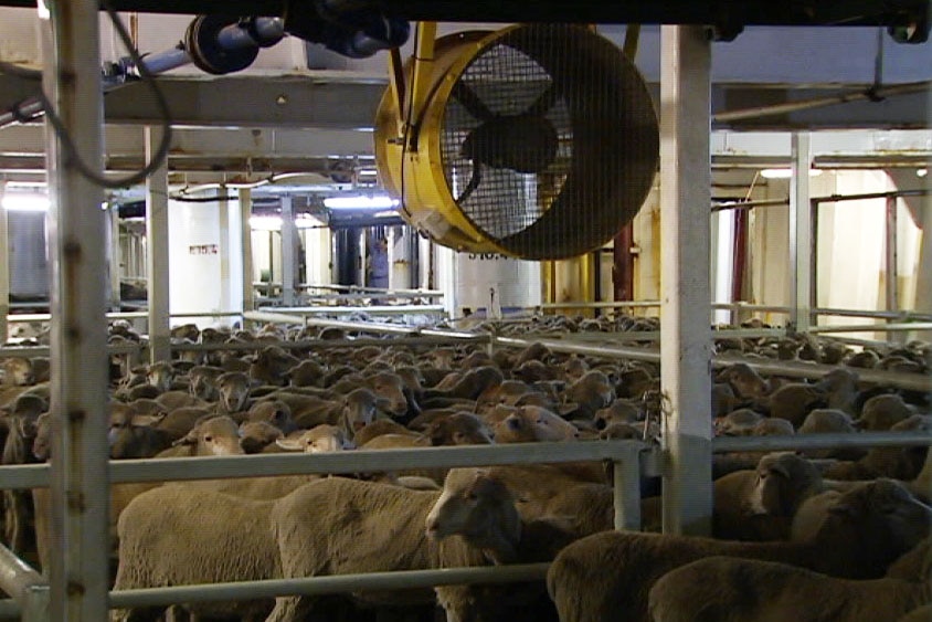 On board the Al Messiilah, showing ventilation above sheep pens.