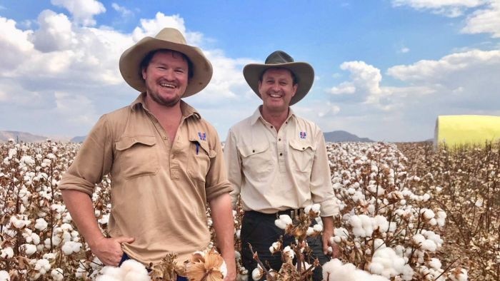 Jim Engelke (R) stands waist-high in a cotton field in northern Australia.