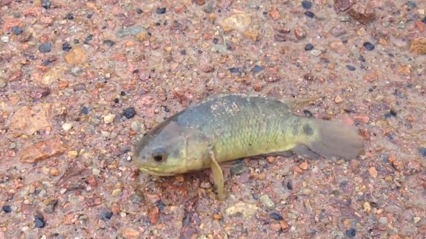 Climbing Perch