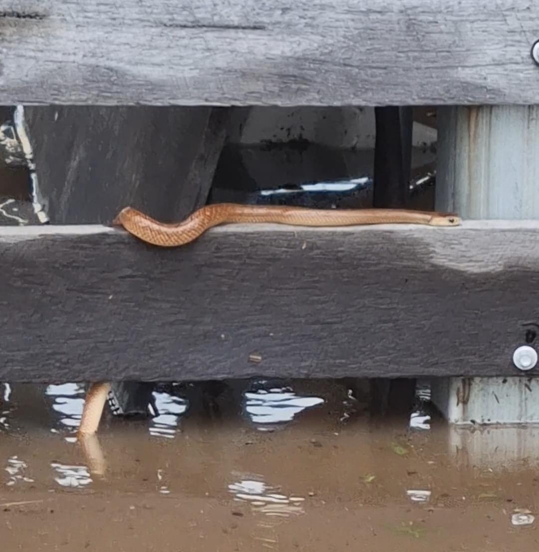 A snake on a fence. 
