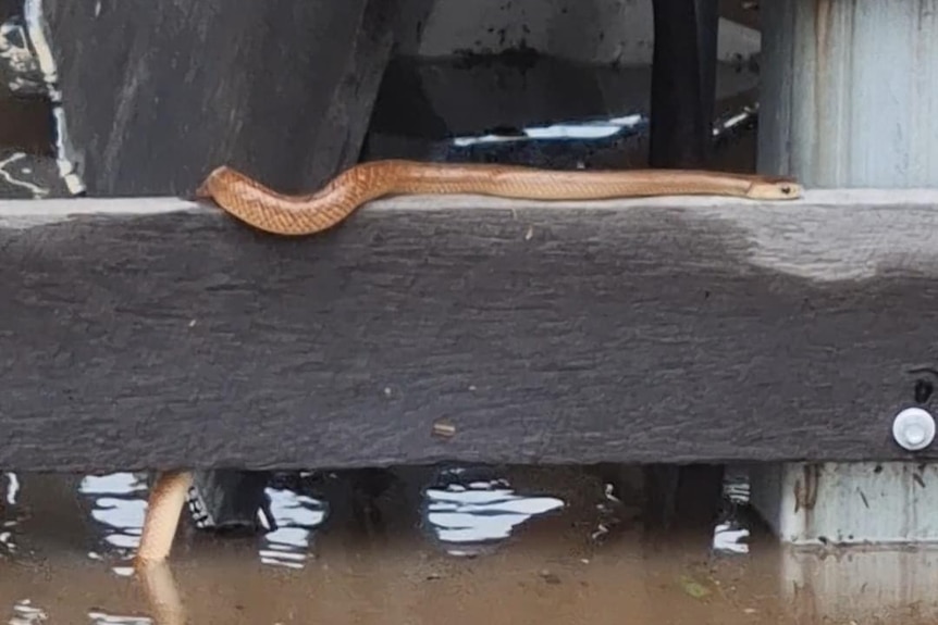 A snake on a fence. 