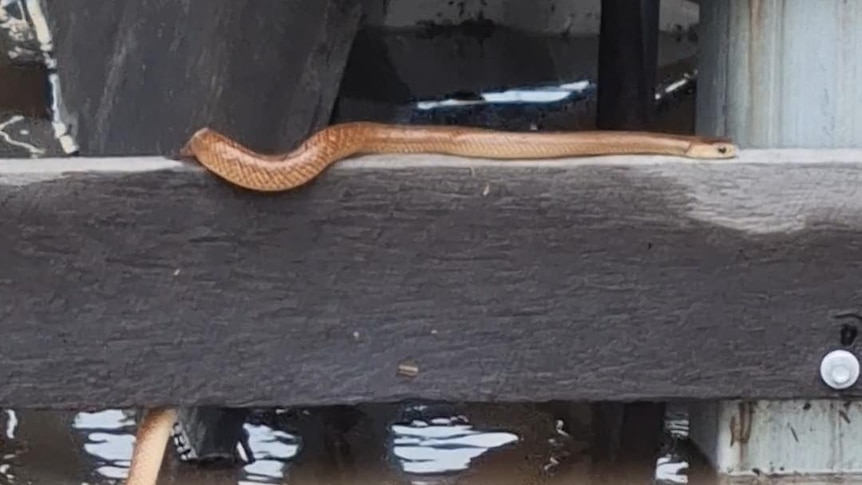 A snake on a fence. 