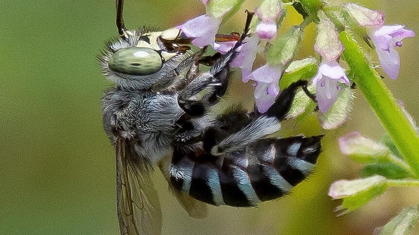 Blue banded bee on flower