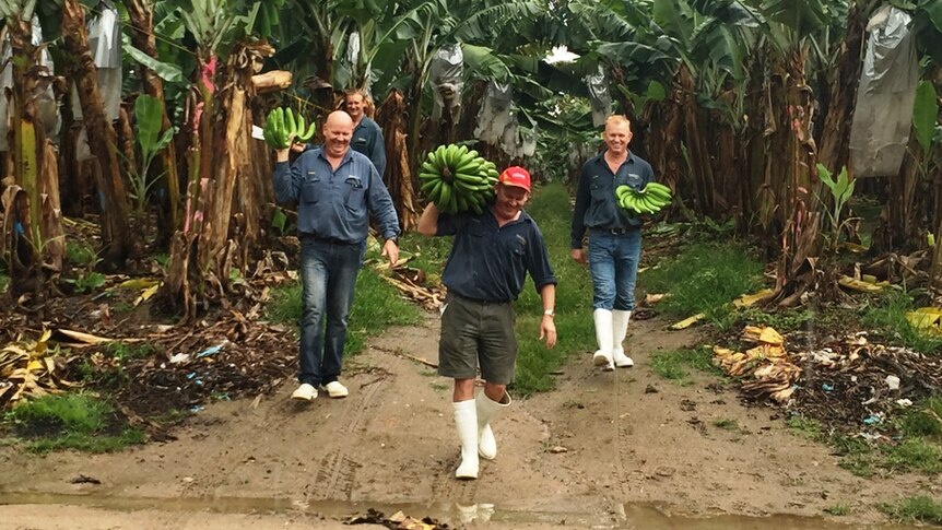 Four members of the Mackay family walking through a banana row with bunches and hands  of green bananas.