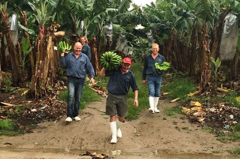Four members of the Mackay family walking through a banana row with bunches and hands  of green bananas.