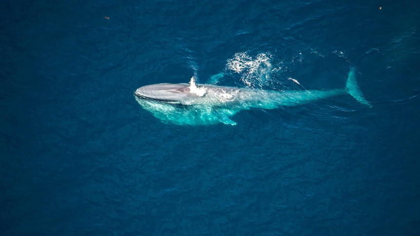 A blue whale swims in the ocean.