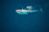 A blue whale swims in the ocean.