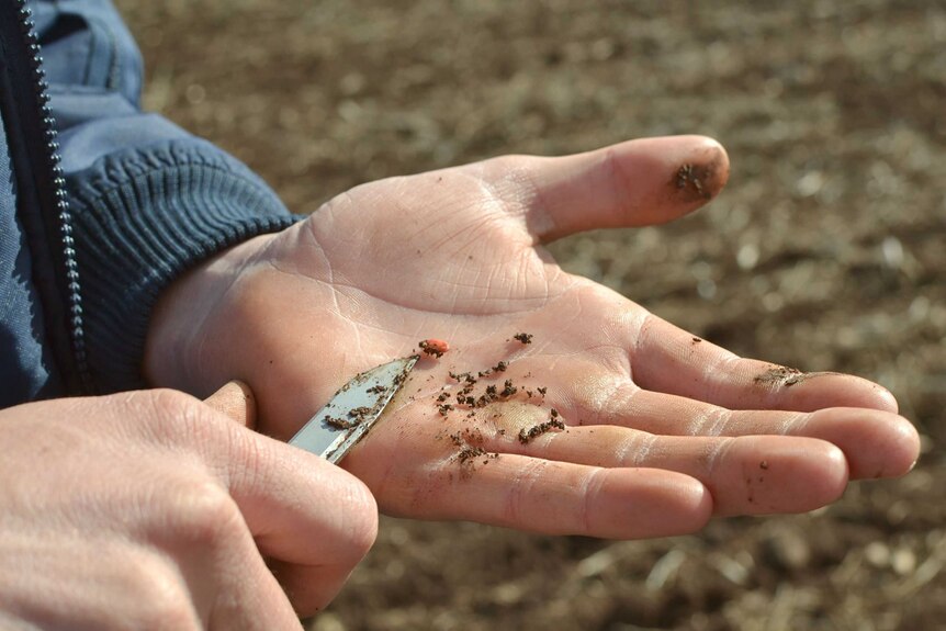 A man's hands, with a small amount of soil on them.