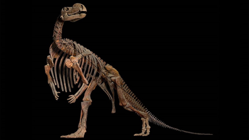 dinosaur fossils are pieced together to form a dinosaur and photoshopped against a black background.