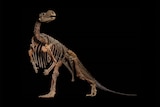 dinosaur fosils are peiced together to form a dinosaur and photo shopped against a black background.