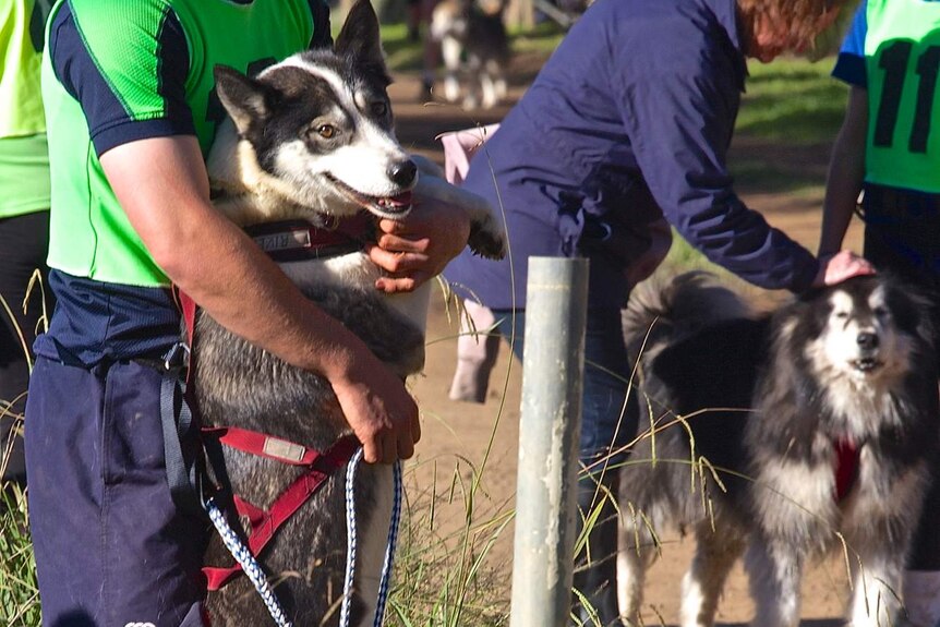 Dog-owner bond