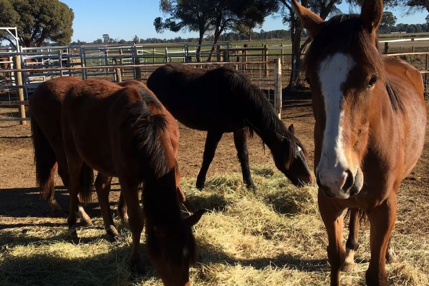 Alpine Brumbies 1.1