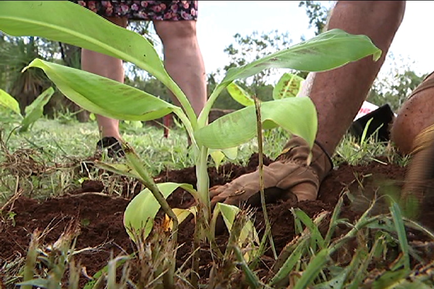 Hands patting the soil around a banana tree seedling