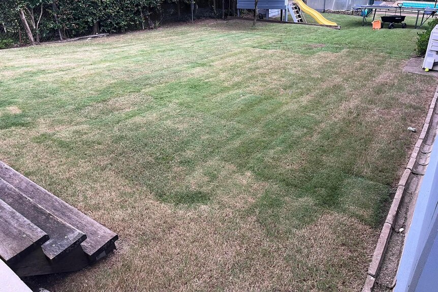 A lawn with brown patches throughout.