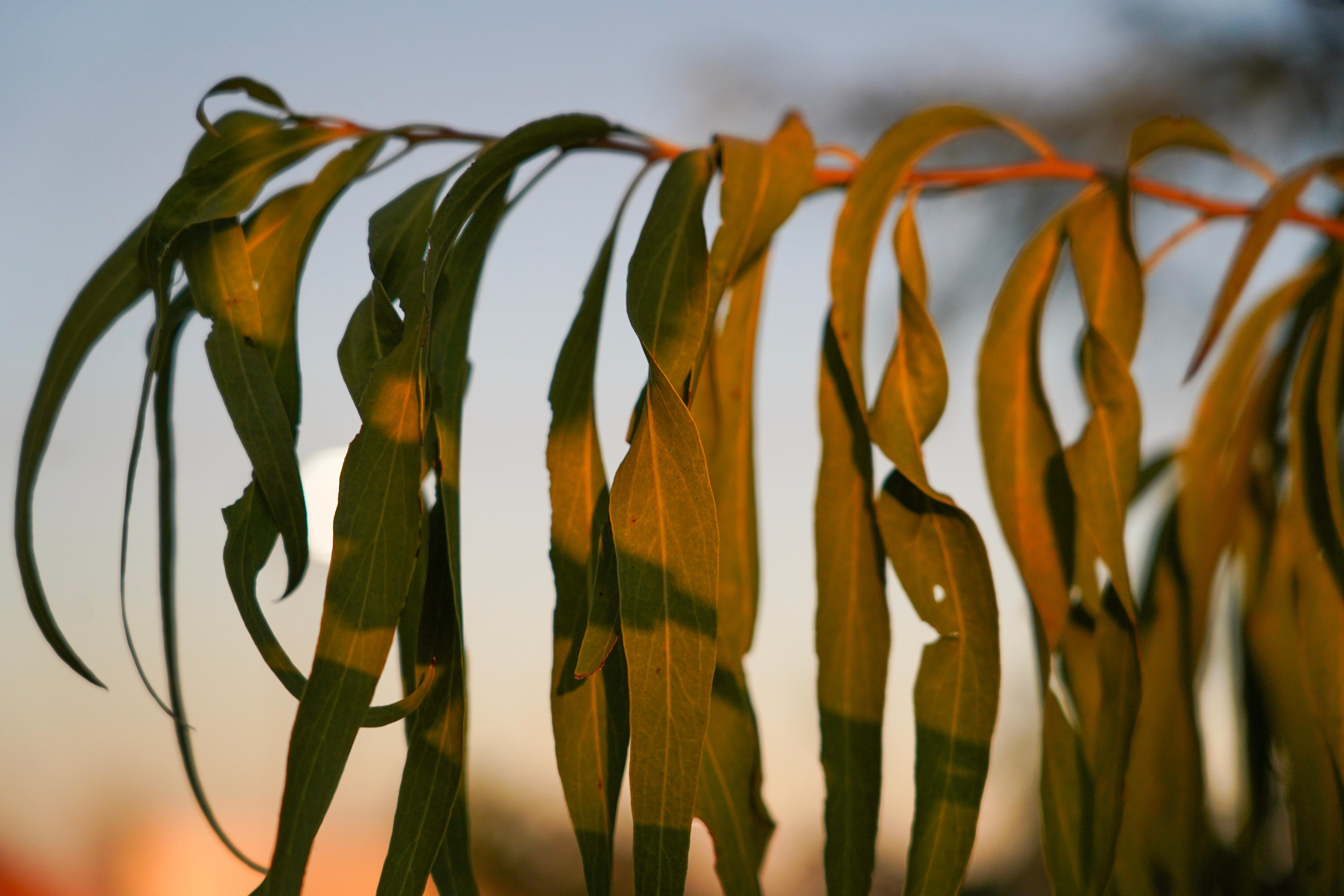 Gum leaves at sunset
