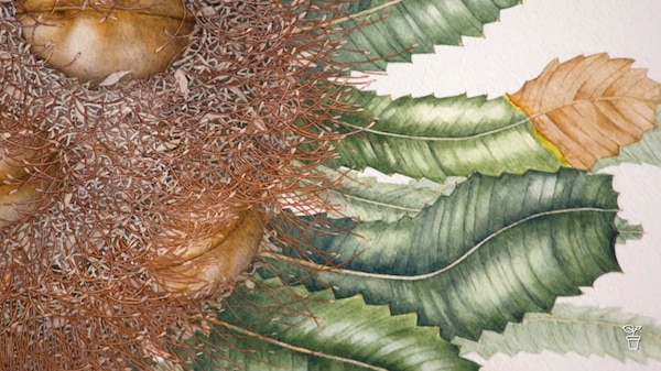 Close up detail of a painting of a banksia cone and leaves.