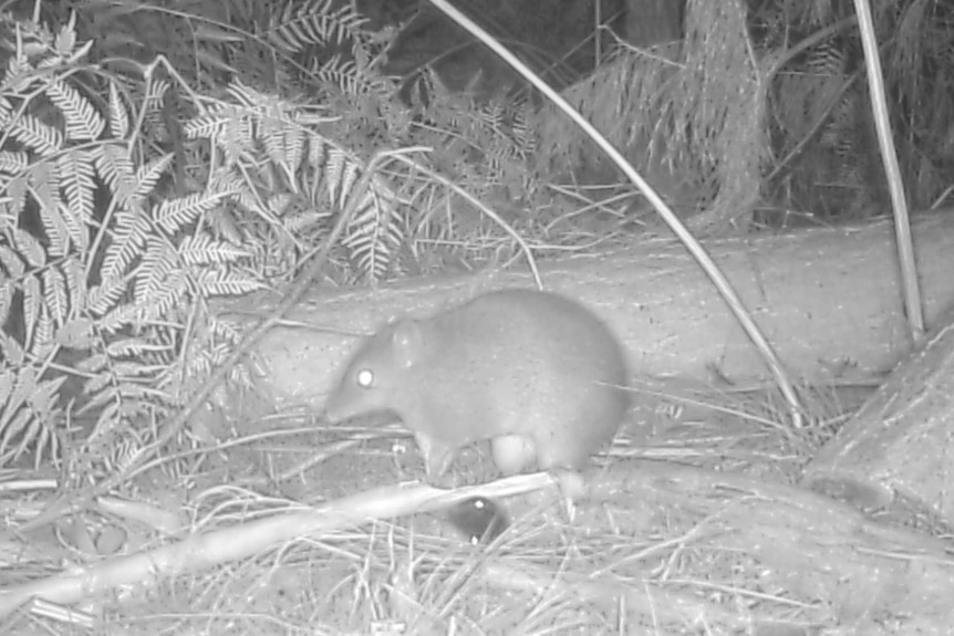 Infrared image of a bandicoot.