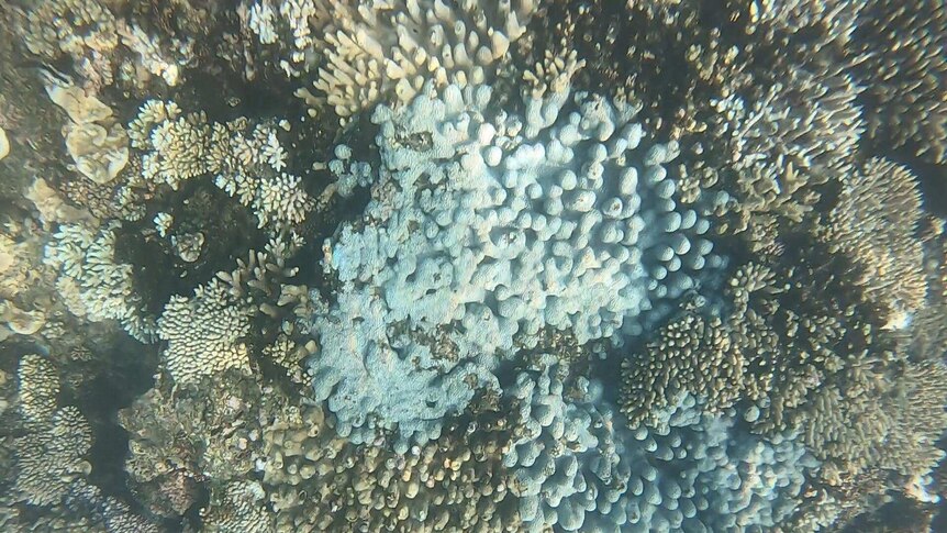 An underwater photo of bleached coral.