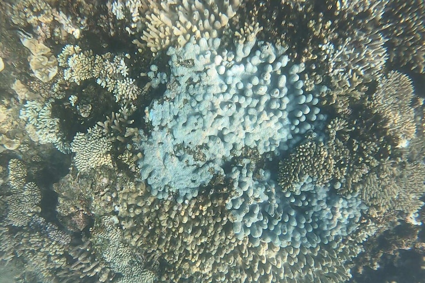 An underwater photo of bleached coral.