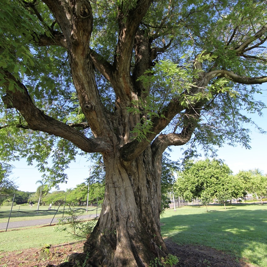 A tamarind tree.