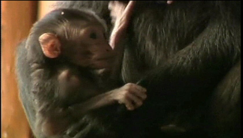 Zoo celebrates healthy monkey - ABC News