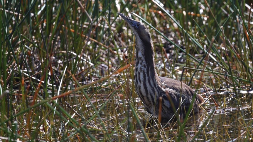 A Bittern bird with a long striped neck holds its head out of reeds in a wetland