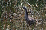 A Bittern bird with a long striped neck holds its head out of reeds in a wetland
