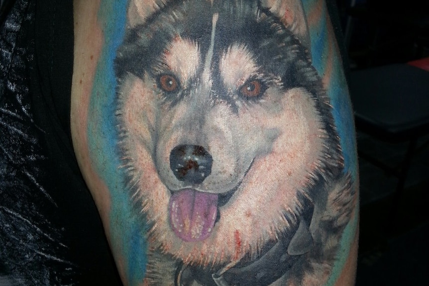 A tattoo on a mans arms depicting the face of a large white and grey dog.