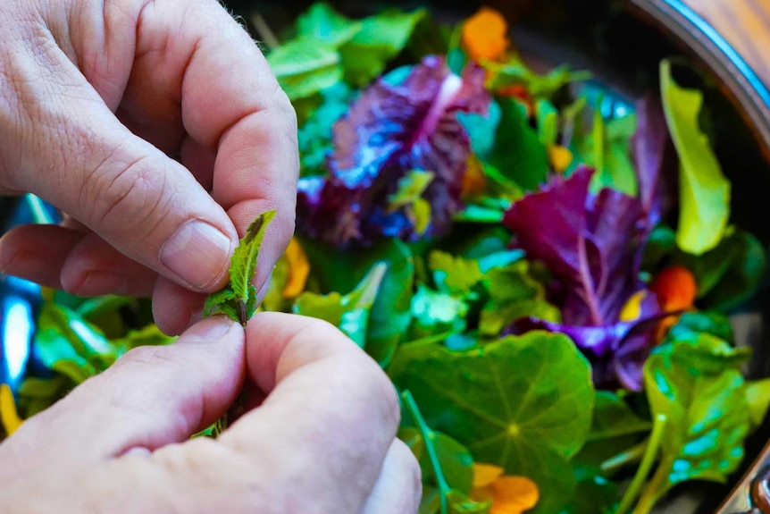 Brenton Lynch-Rhodes drops freshly-picked leafy greens into a salad bowl on his kitchen bench.