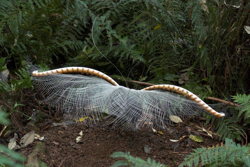 Superb lyrebird spreads its full plumage in Sherbrooke Forest in Victoria's Dandenong Ranges