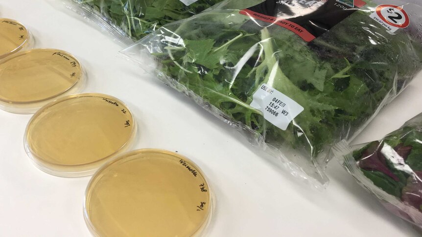 Probiotics in salads probed as solution to Salmonella outbreaks in Probiotics in salads probed as solution to Salmonella outbreaks in