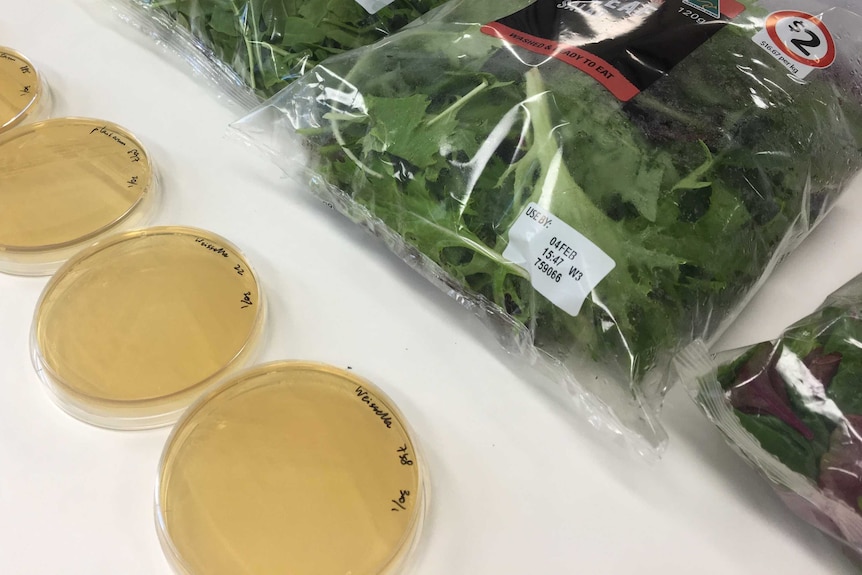 Dishes with bacteria called Probisafe used to introduce into salad bags