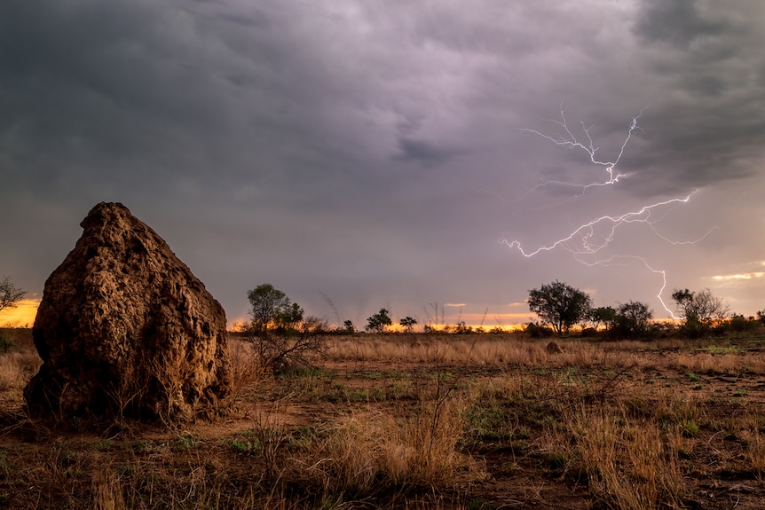 A large termite mound sits in front as a bolt scatters the right hand side 