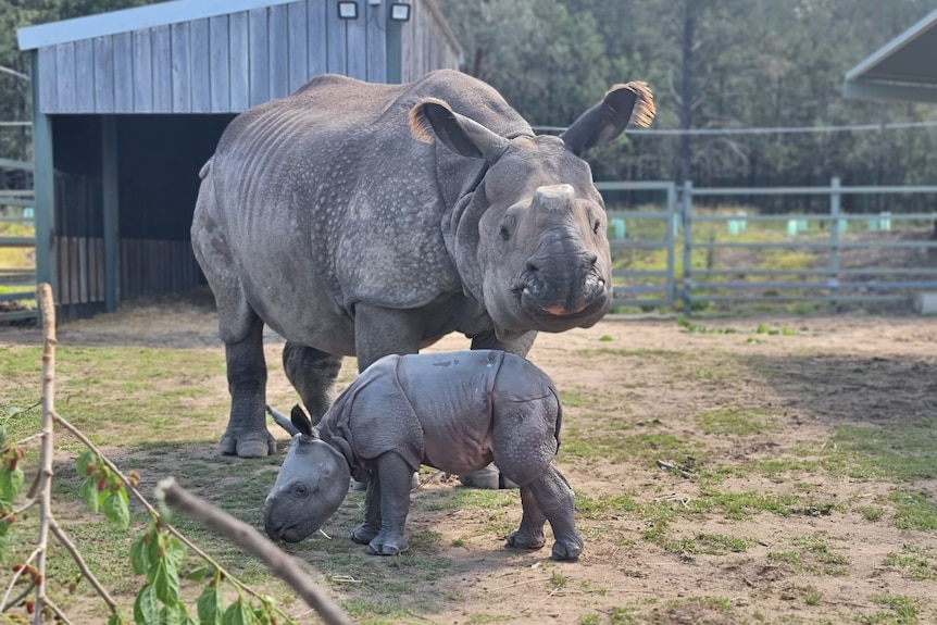 A light grey baby rhino stands in front of it's mother, which looks directly at the camera.