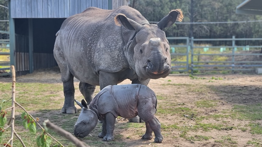 A light grey baby rhino stands in front of it's mother, which looks directly at the camera.