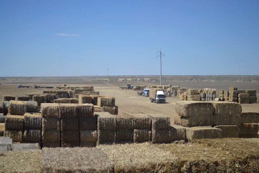 Some of the 14,000 bays of hay that a convoy of trucks delivered at Ilfracombe