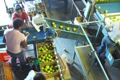 Boxing the mangoes.