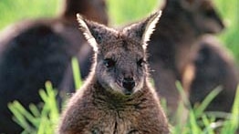 Public can again see the mainland tammar wallaby in SA