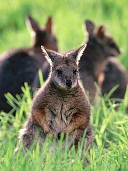 Public can again see the mainland tammar wallaby in SA