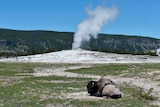 A bison lays down on the ground in front of the Old Faithful geyser in Yellowstone National Park