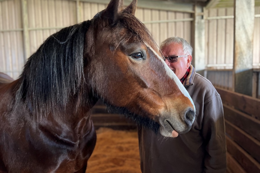 Man wearing brown  stands behind brown horse