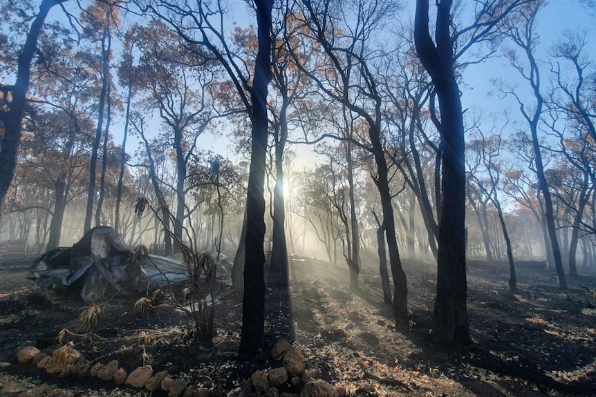 Bryony bushland photo