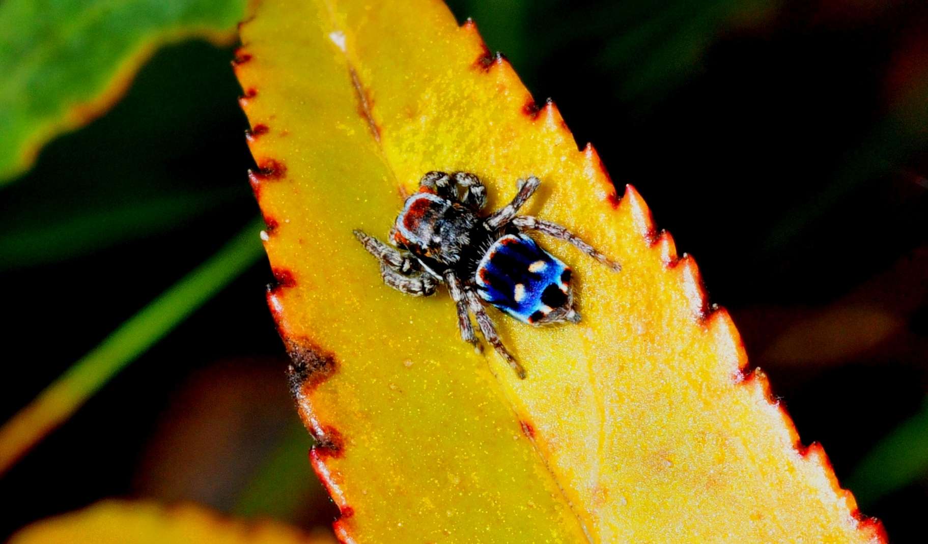 Maratus Harrisi: The Tiny Peacock Spider Discovered By Canberra Man ...