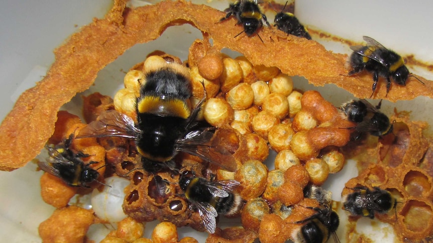 Bumble bee neonicotinoid