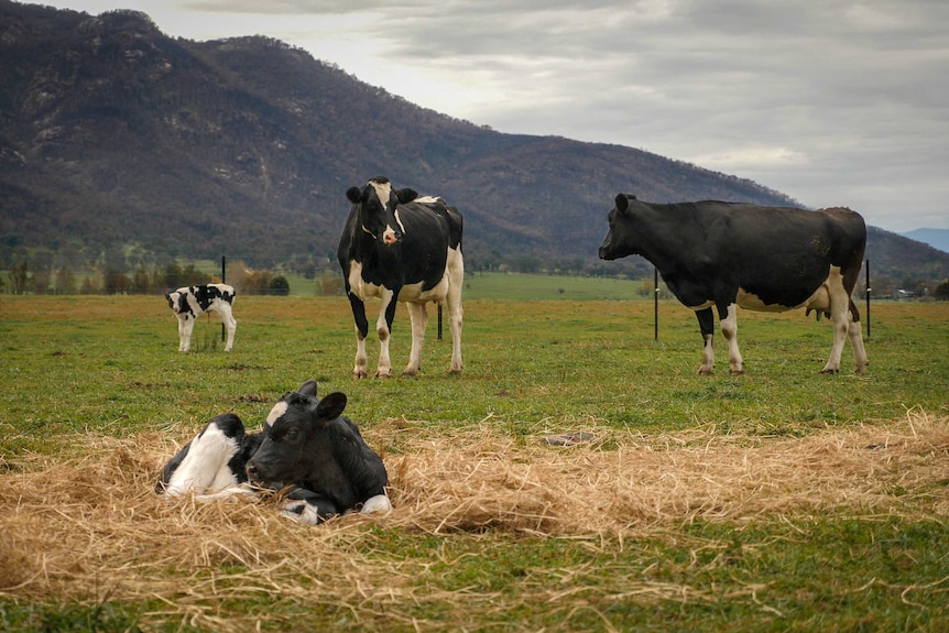 Two calves and two cows stand in a green paddock, with a burnt out hill in the background.