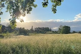 A paddock with the sun shining.