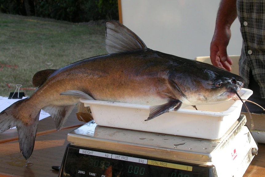 A fish sitting on weighing scales.